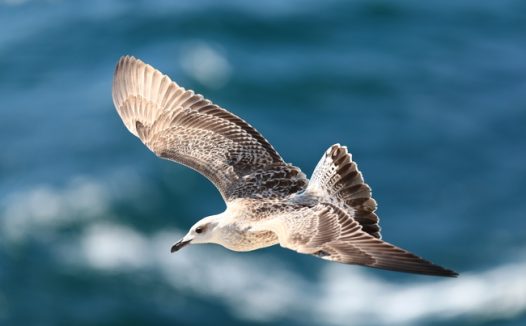 大海上空自由翱翔的海燕摄影图片