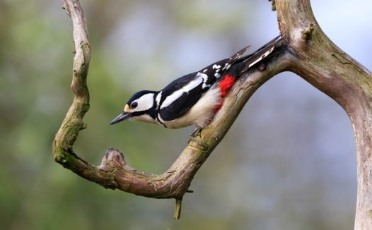 站在树上的大斑啄木鸟图片