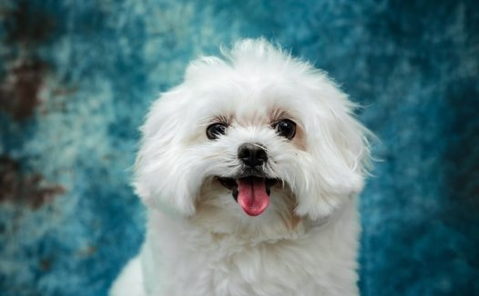 白色可爱超萌贵宾犬摄影图片