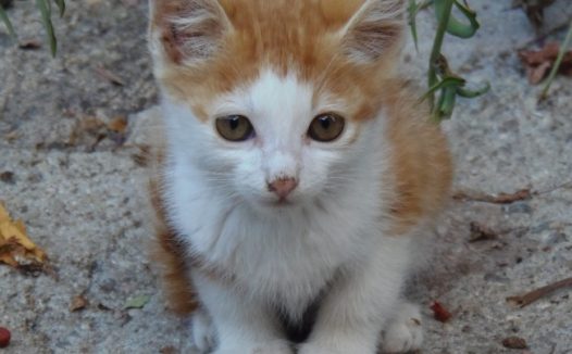 呆萌宠物小猫图片