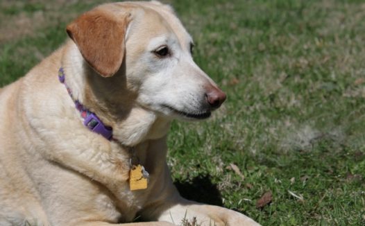 草地呆萌拉布拉多图片