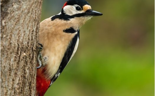 野生大斑啄木鸟图片