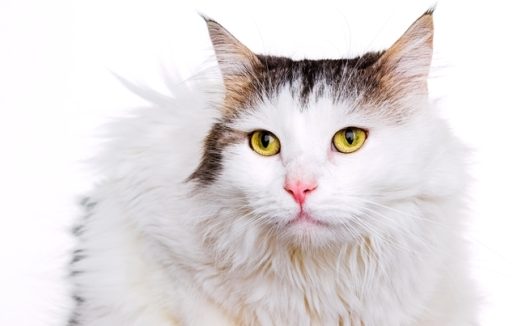 高清可爱白色孟加拉猫图片