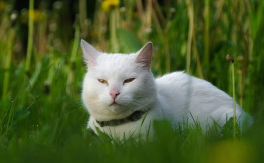 躲在草丛中的可爱白色肥猫图片