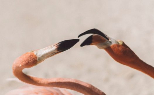 火烈鸟高清摄影图片