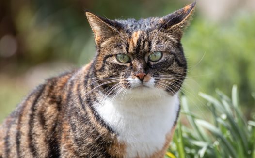 可爱胖乎乎的虎斑猫图片