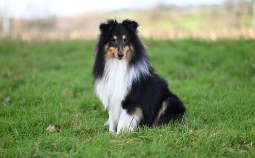 蹲坐在绿色草地上的牧羊犬摄影图片