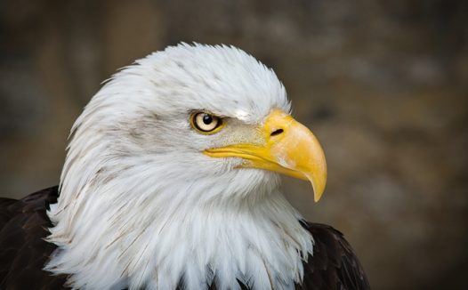 眼神犀利的白头鹰图片
