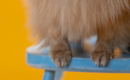 一只棕色狗毛特写图片