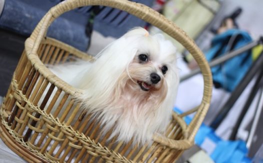 可爱西施犬壁纸