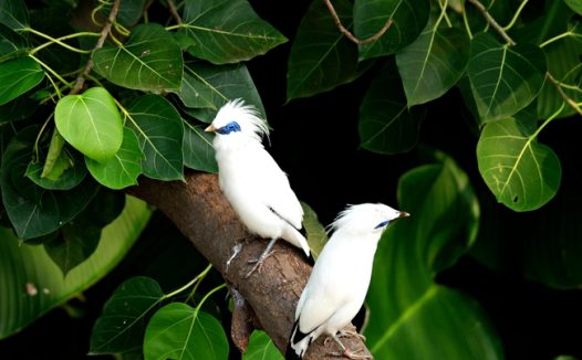 站在树枝上的白色飞鸟摄影图片