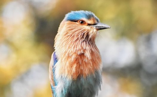 稀有鸟类飞禽动物图片