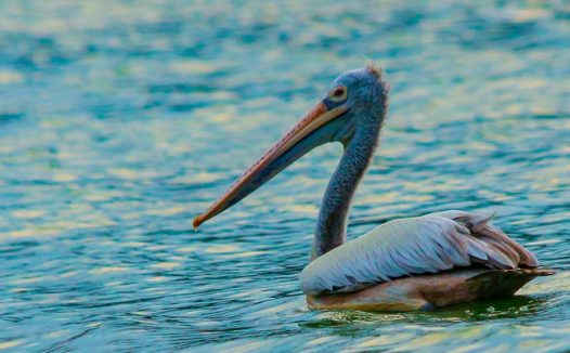 野生斑嘴鹈鹕图片