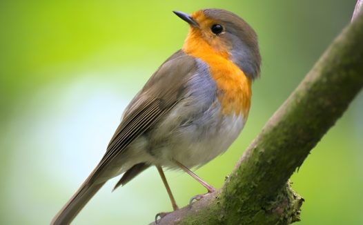 站在树枝上的野生知更鸟摄影图片