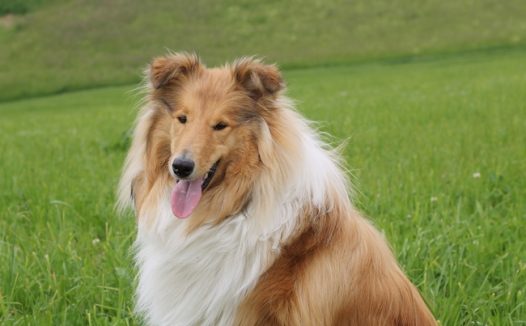 可爱纯种长毛牧羊犬图片