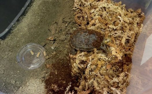 乌龟出眠后腐皮腐甲怎么处理?详细说一下造成原因与解决办法