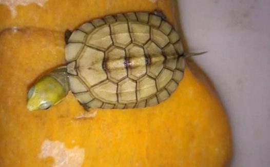 乌龟张嘴呼吸是肺炎吗？我的龟竟然频繁张嘴呼吸了！