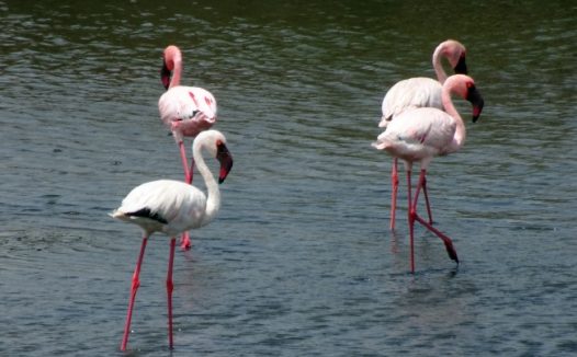 湖中火烈鸟图片