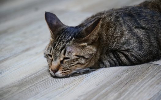 无精打采的小猫图片