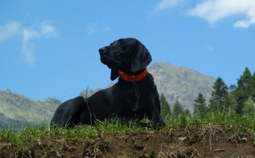 黑色狗狗图片素材