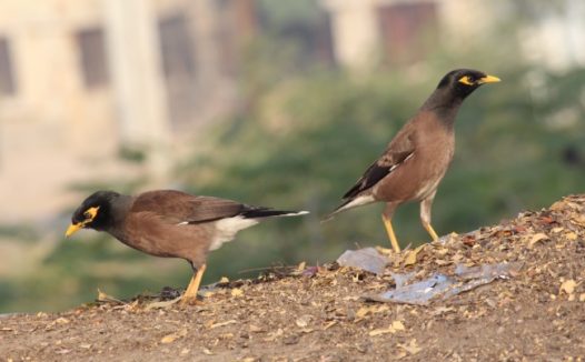 两只灰色小鸟图片