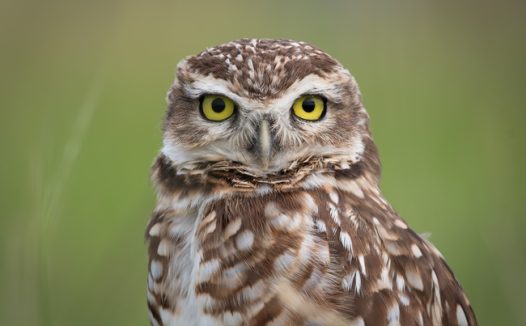 野生纵纹腹小鸮摄影图片