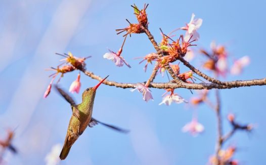 可爱小蜂鸟摄影图片