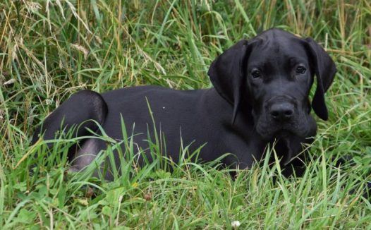 黑色大丹犬图片