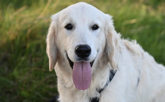 户外草丛白色拉布拉多犬摄影图片