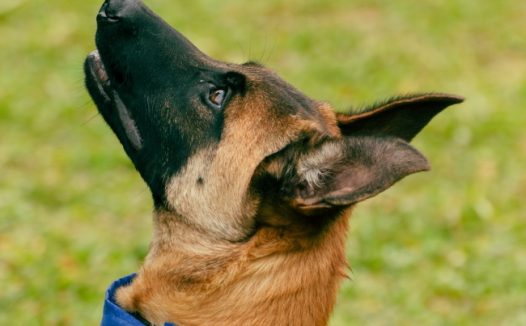 比利时玛利诺犬仰头图片