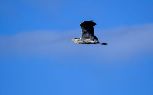 高空自由飞翔的灰鹭图片