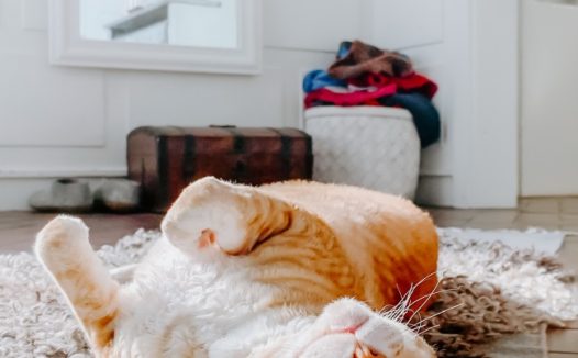 可爱短毛橘猫图片