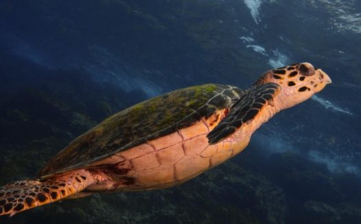 深海乌龟图片