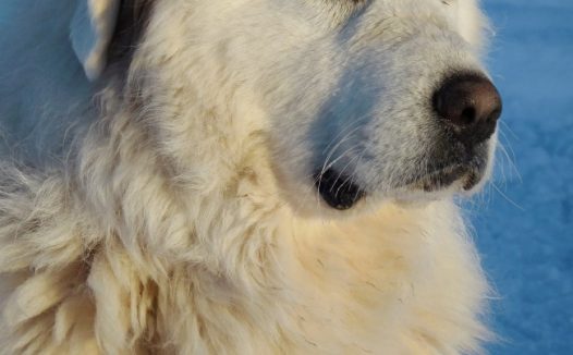 大白熊狗狗图片