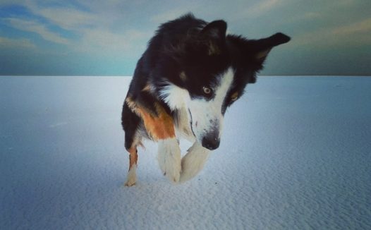 冬季雪地边境牧羊犬图片
