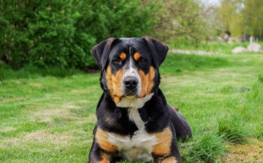 草地上的小狗图片