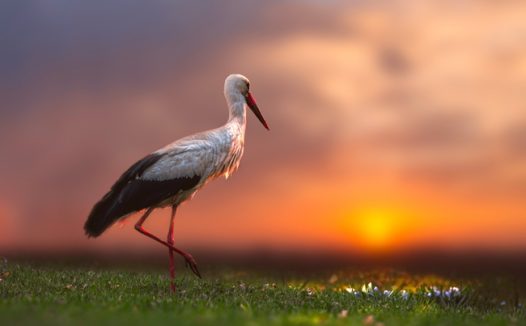日暮黄昏夕阳白鹳意境摄影图片