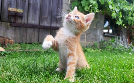 可爱萌猫咪图片