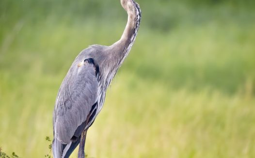 站在田野石块上的苍鹭图片
