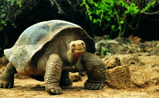 水里游的乌龟图片