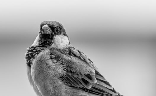 野生麻雀黑白摄影图片