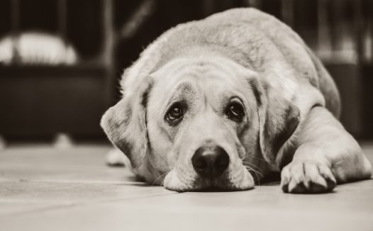 伤心拉布拉多犬图片