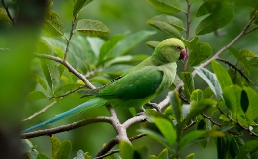 树林枝头绿色鹦鹉图片