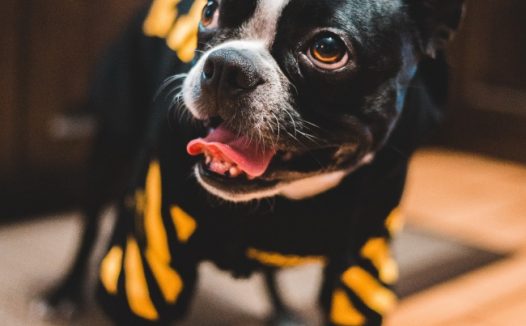 黑色可爱法斗宠物写真