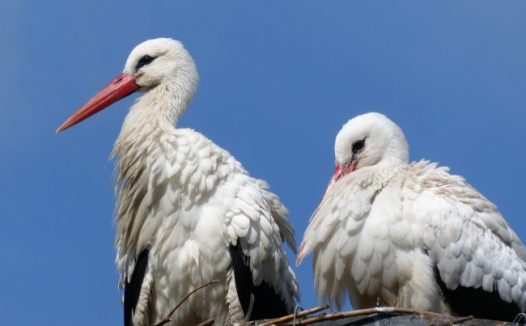 白色野生鹳鸟图片