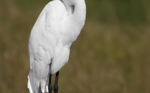 站在木桩上的野生白鹭图片