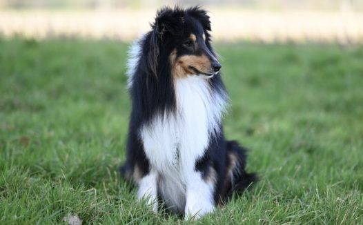 安静蹲坐在草地上的萌狗狗图片