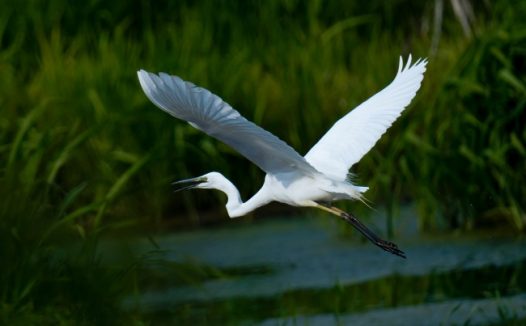 白色苍鹭展翅飞图片