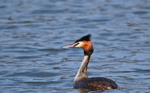 野生大凤头鸊鷉河中摄影图片
