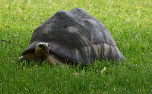 老龄爬宠的特殊护理需求